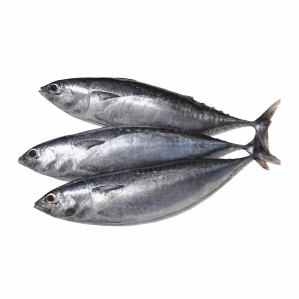 Baby Tuna / Tulingan (Clean & Gutted)